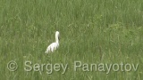 Video of Little Egret - Little Egret in the spring